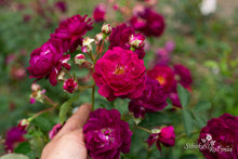 Load image into Gallery viewer, Rosengarten Zweibrücken