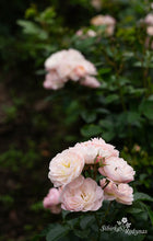 Load image into Gallery viewer, Bouquet Parfait