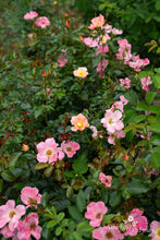 Load image into Gallery viewer, My Wild Irish Rose