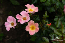 Load image into Gallery viewer, My Wild Irish Rose
