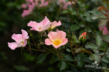 Load image into Gallery viewer, My Wild Irish Rose