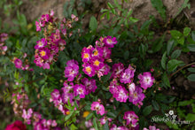Load image into Gallery viewer, Lavender Friendship