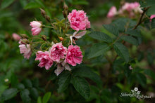 Load image into Gallery viewer, Pink Grootendorst