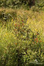 Load image into Gallery viewer, Rosa villosa