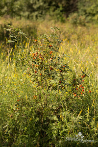 Rosa villosa
