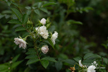 Load image into Gallery viewer, White Grootendorst