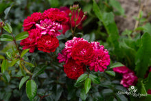 Load image into Gallery viewer, Morinda