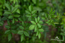 Load image into Gallery viewer, Crimsosn Grandiflora