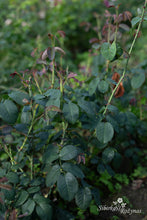 Load image into Gallery viewer, Wretham Rose