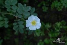 Load image into Gallery viewer, Rosa fedtscenkoana