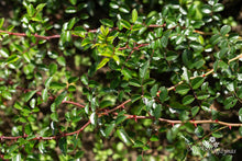 Load image into Gallery viewer, Morinda