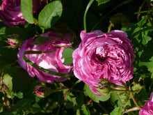 Load image into Gallery viewer, Josephine Ritter