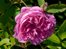 Load image into Gallery viewer, Josephine Ritter