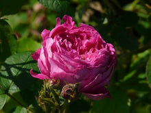 Load image into Gallery viewer, Josephine Ritter