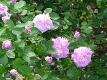 Load image into Gallery viewer, Geschwinds Nordlandrose