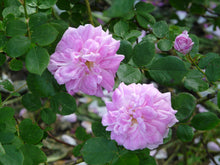 Load image into Gallery viewer, Geschwinds Nordlandrose