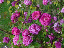 Load image into Gallery viewer, Futtacker Schlingrose