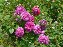 Load image into Gallery viewer, Futtacker Schlingrose