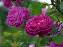 Load image into Gallery viewer, Futtacker Schlingrose