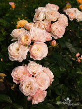 Load image into Gallery viewer, Bouquet Parfait