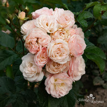 Load image into Gallery viewer, Bouquet Parfait