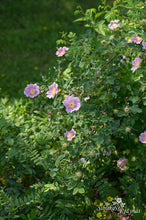 Load image into Gallery viewer, Rosa woodsii var. fendleri