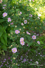 Load image into Gallery viewer, Rosa woodsii var. fendleri