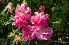 Load image into Gallery viewer, Rosa gallica &#39;Versicolor&#39;