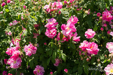 Load image into Gallery viewer, Rosa gallica &#39;Versicolor&#39;