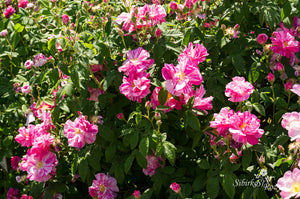 Rosa gallica 'Versicolor'