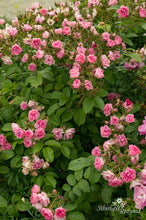 Load image into Gallery viewer, Pink Grootendorst
