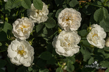 Load image into Gallery viewer, Pompon Blanc Parfait