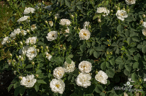 Pompon Blanc Parfait