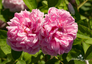 Rose de Alhambra