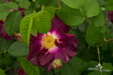 Load image into Gallery viewer, Merveille