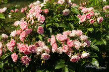 Load image into Gallery viewer, Pink Grootendorst