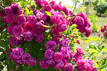 Load image into Gallery viewer, Crimsosn Grandiflora