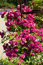 Load image into Gallery viewer, Crimsosn Grandiflora