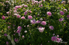 Load image into Gallery viewer, Ispahan