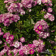 Load image into Gallery viewer, Lavender Friendship