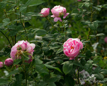Load image into Gallery viewer, Belle Amour