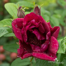 Load image into Gallery viewer, Rotes Phaenomen