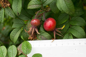 Rotes Phaenomen