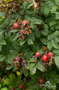 Rotes Phaenomen