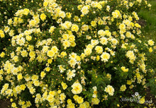 Load image into Gallery viewer, Rosa spinosissima  &#39;Double Yellow&#39;