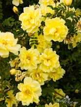 Load image into Gallery viewer, Rosa spinosissima  &#39;Double Yellow&#39;
