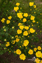 Load image into Gallery viewer, Rosa foetida