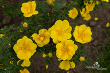 Load image into Gallery viewer, Rosa foetida