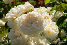Load image into Gallery viewer, Summer Memoires