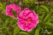Load image into Gallery viewer, Soile Kyllikki